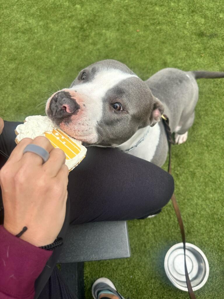 Enlarge Astra, a Adoptable mixed breed in New Albany, OH image 5/5