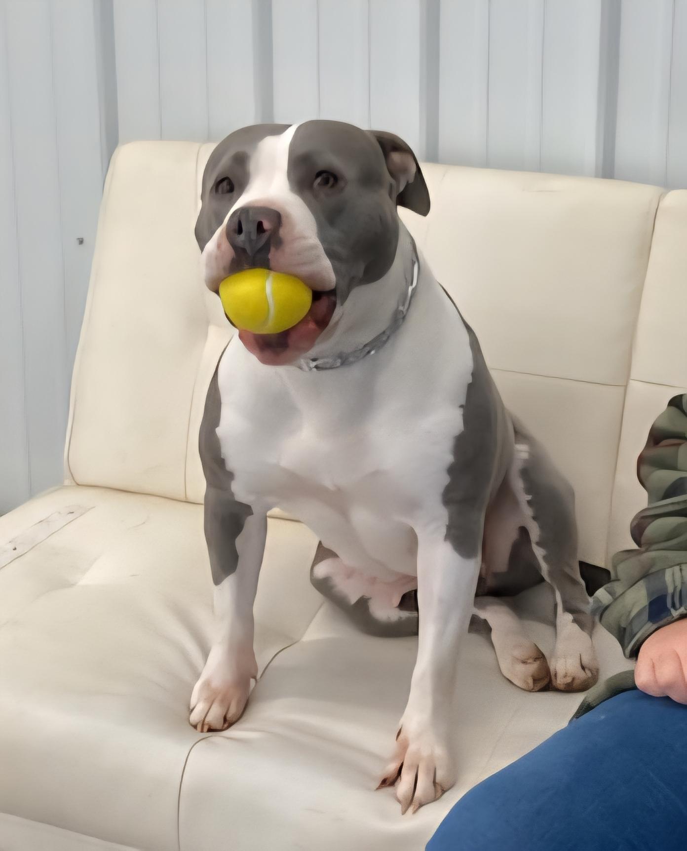 Enlarge Astra, a Adoptable mixed breed in New Albany, OH image 4/5