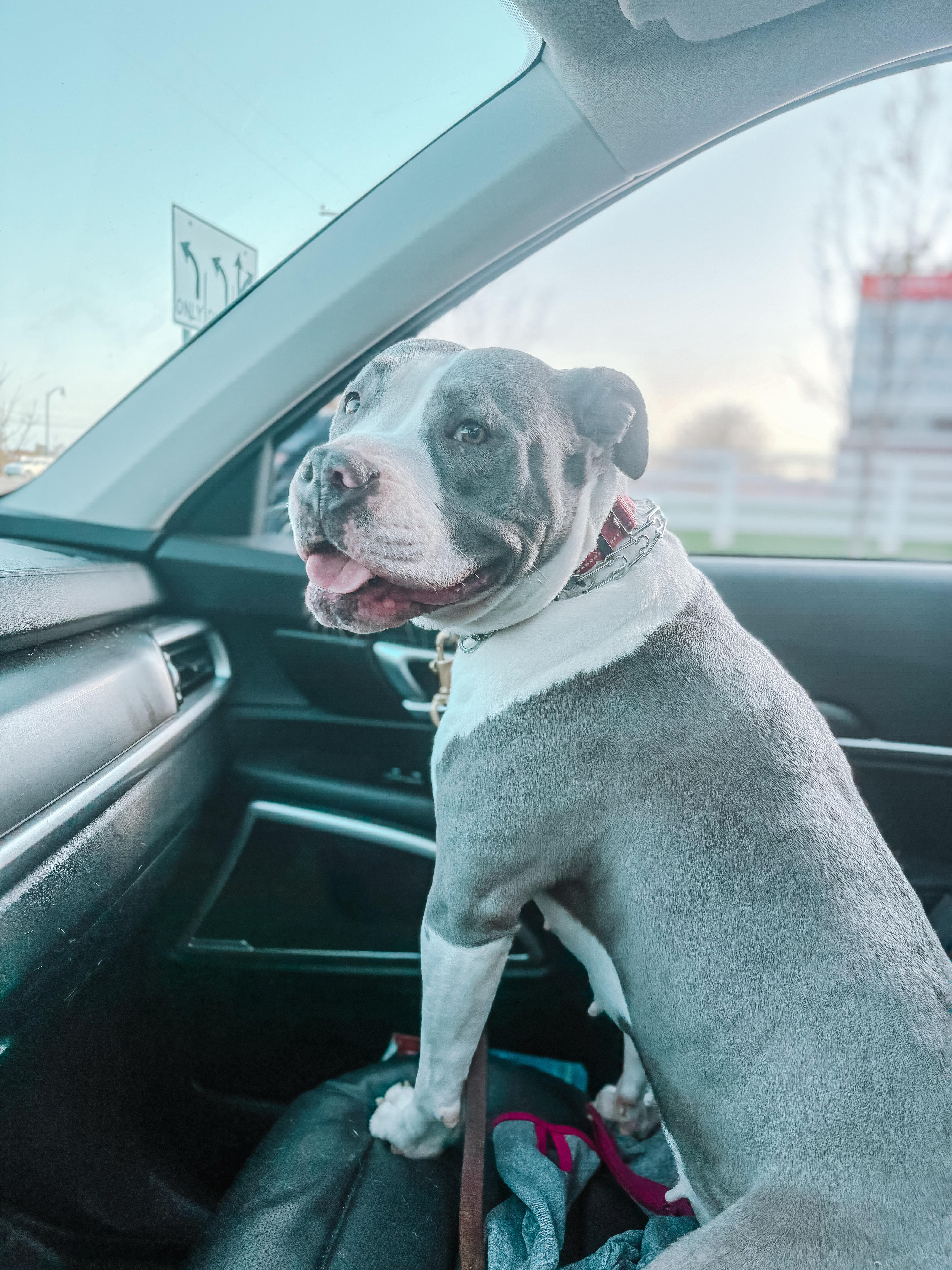 Astra, Adoptable, Adult Female Pit Bull Terrier.