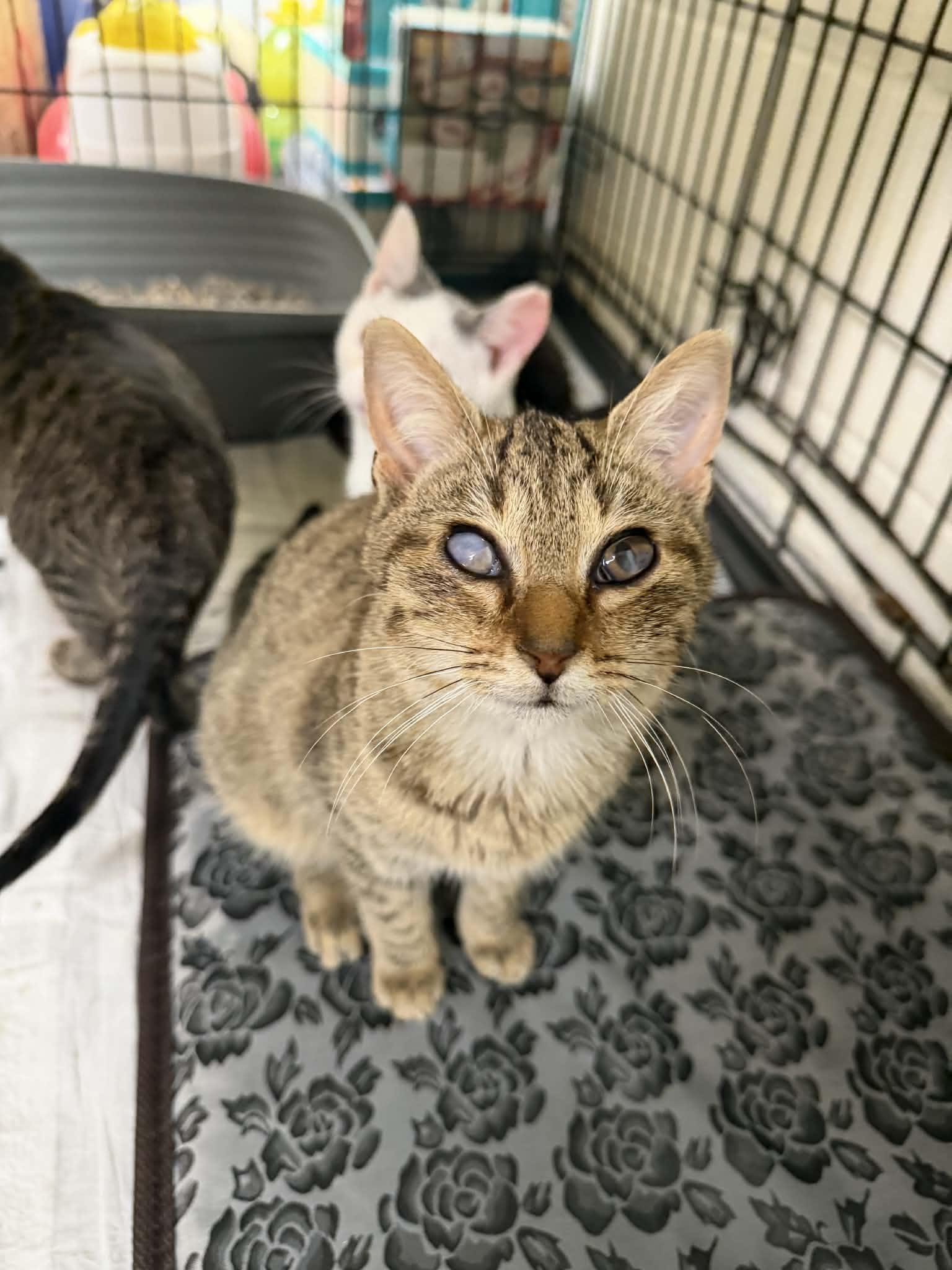Leroy Brown Tabby, a ADOPTABLE Domestic Short Hair in Franklin, KY image 2/2
