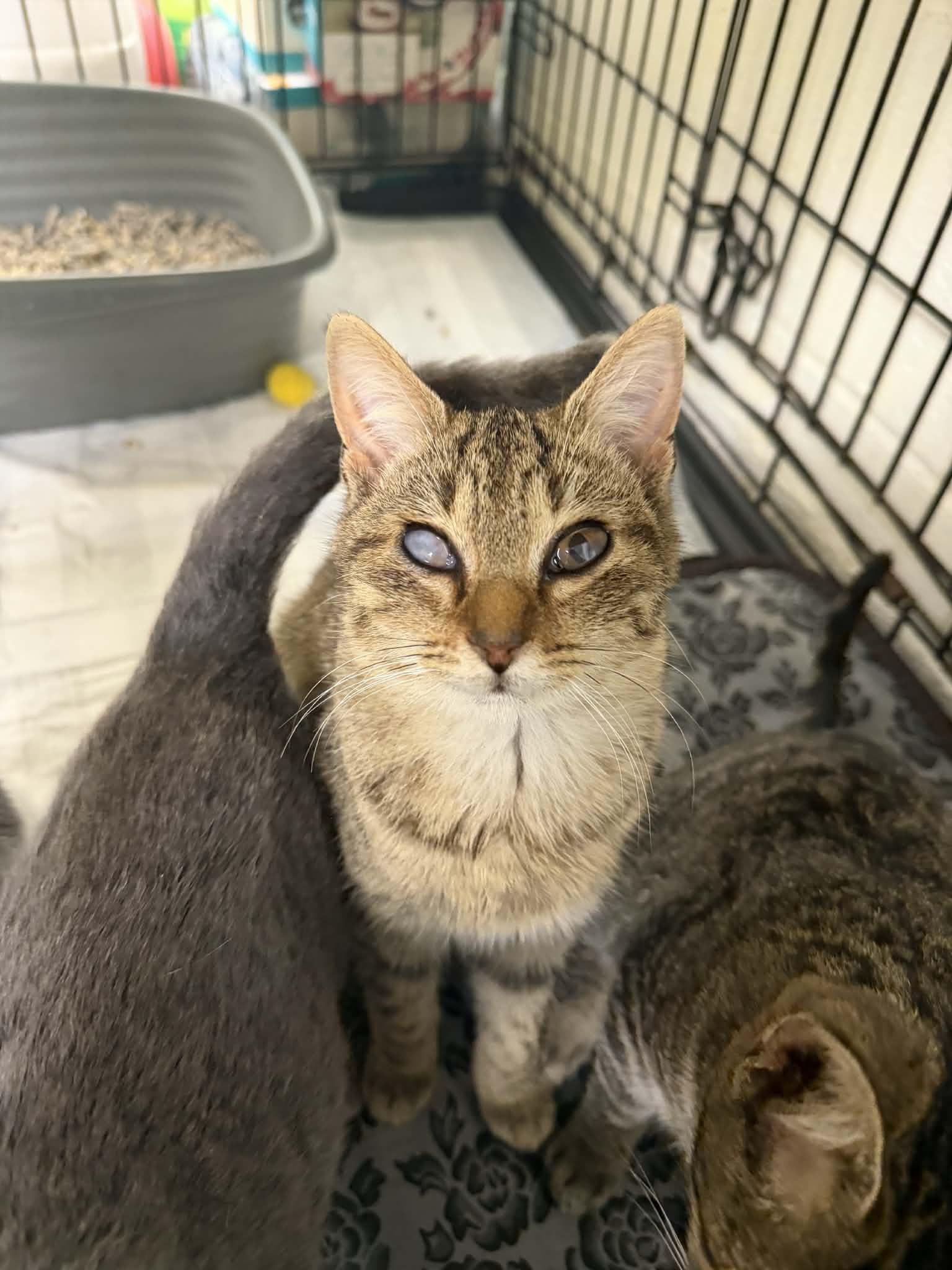 Leroy Brown Tabby, ADOPTABLE, Young Male Domestic Short Hair.