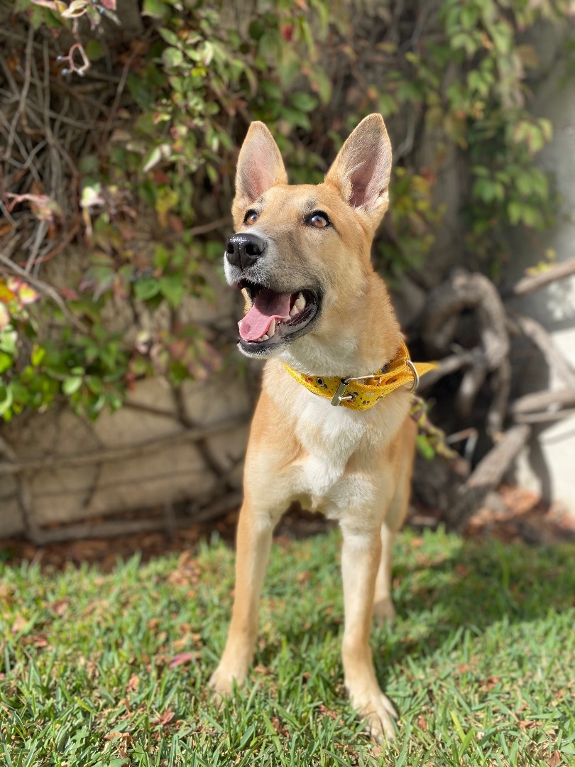 Enlarge Bombon , a Adoptable mixed breed in Brooklyn, CT image 4/7