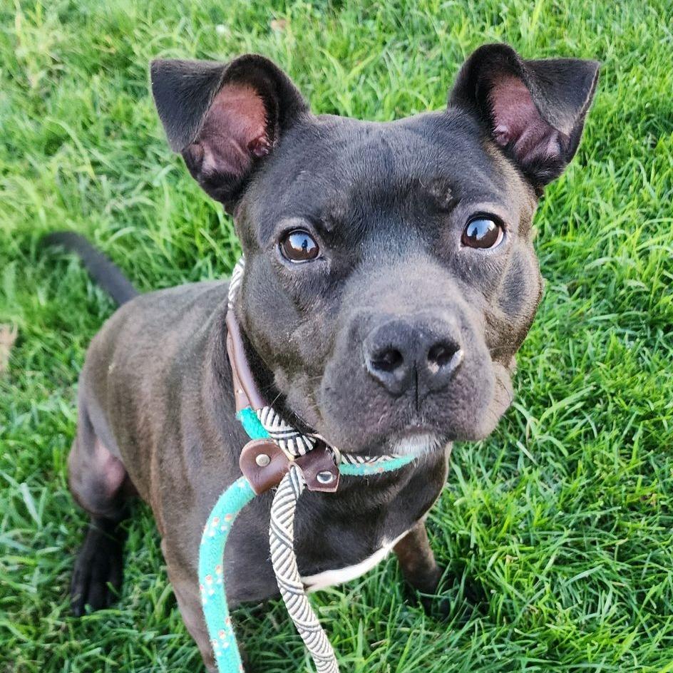 Enlarge Hypno, a Adoptable Terrier in St. Louis, MO image 1/6