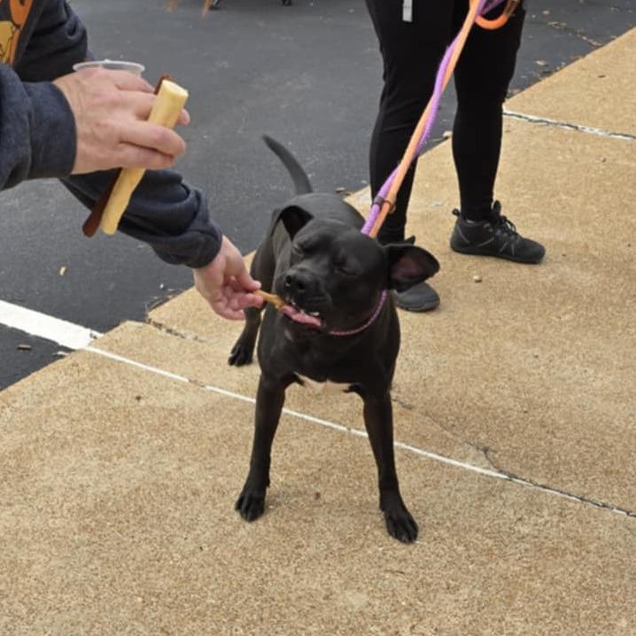 Enlarge Hypno, a Adoptable Terrier in St. Louis, MO image 2/6