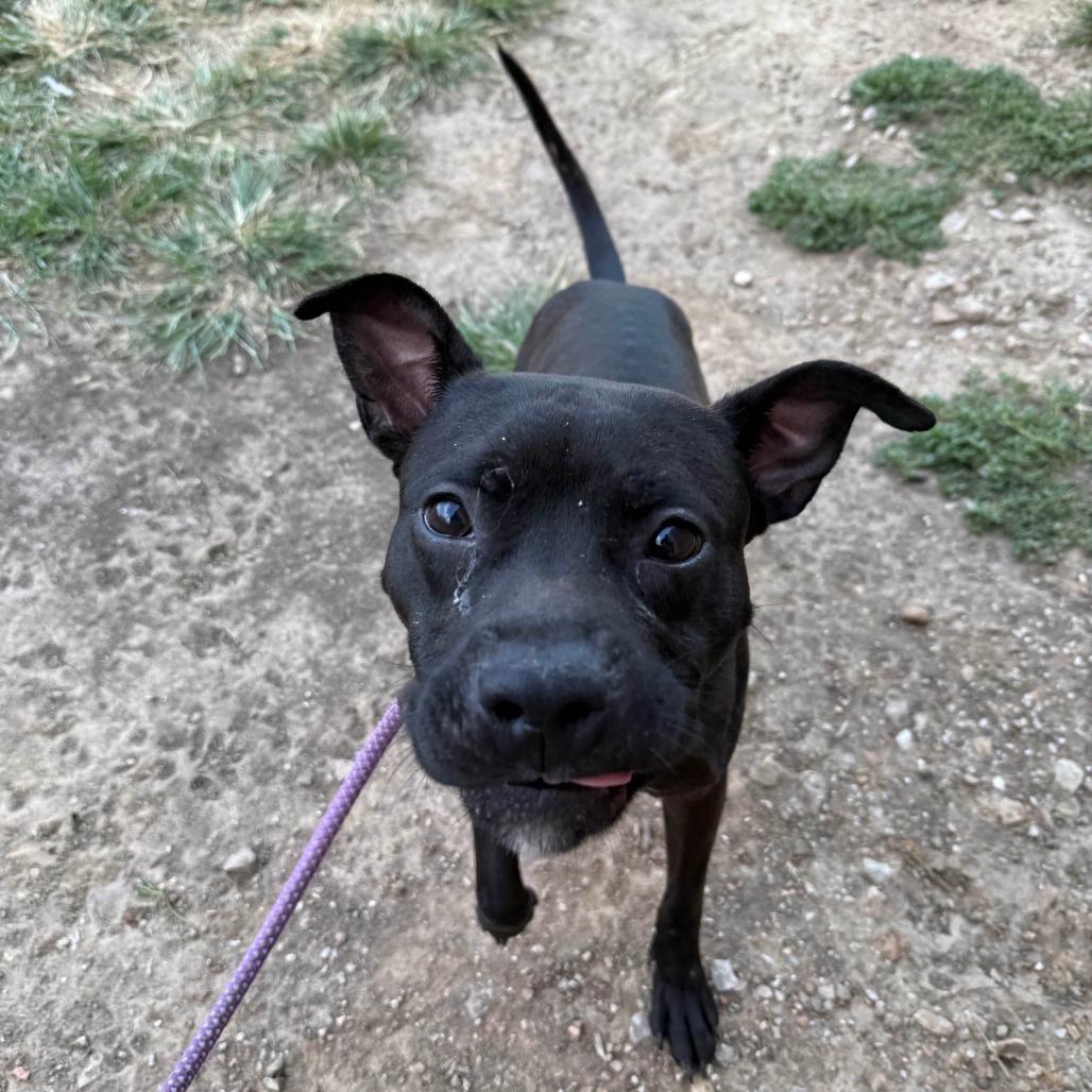 Enlarge Hypno, a Adoptable Terrier in St. Louis, MO image 3/6