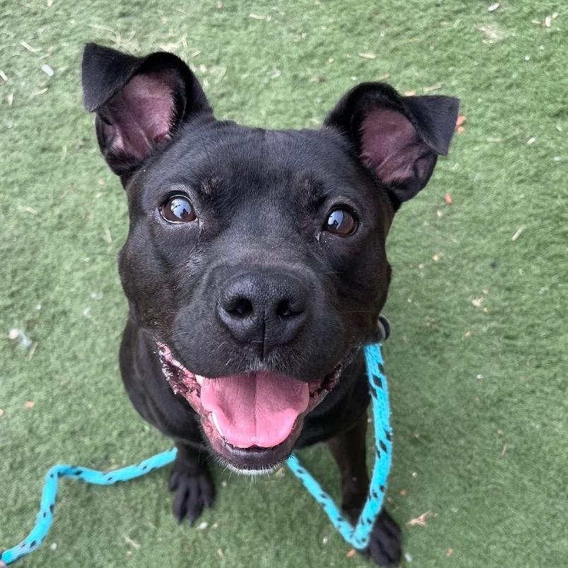 Enlarge Hypno, a Adoptable Terrier in St. Louis, MO image 4/6