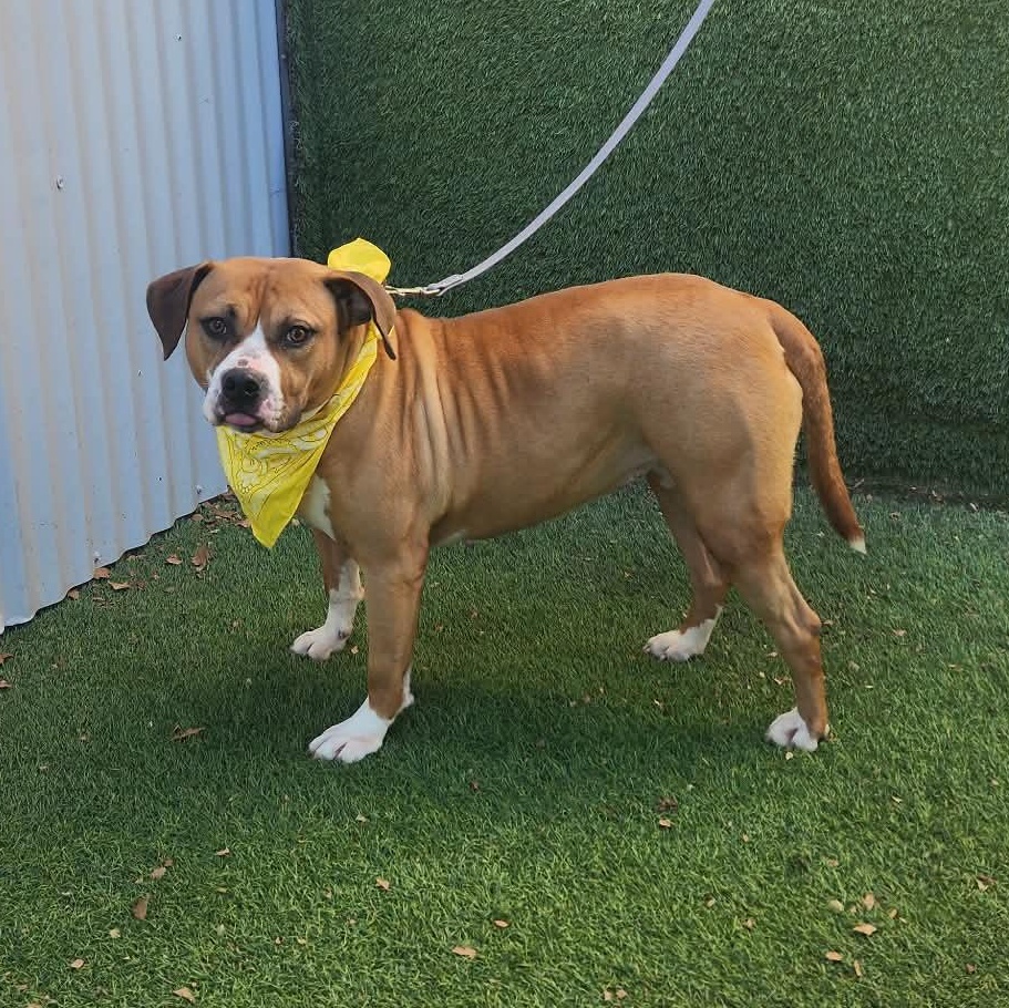 Mazi — thumbnail 2