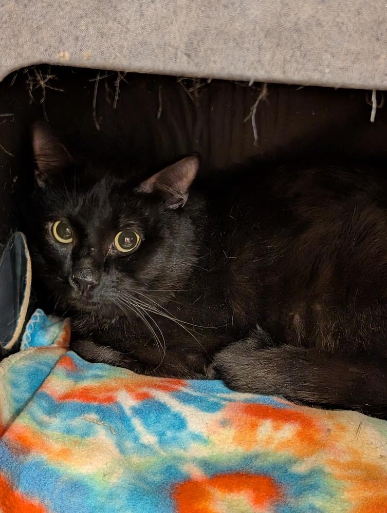 Wycroft, Adoptable, Adult Male Domestic Medium Hair.