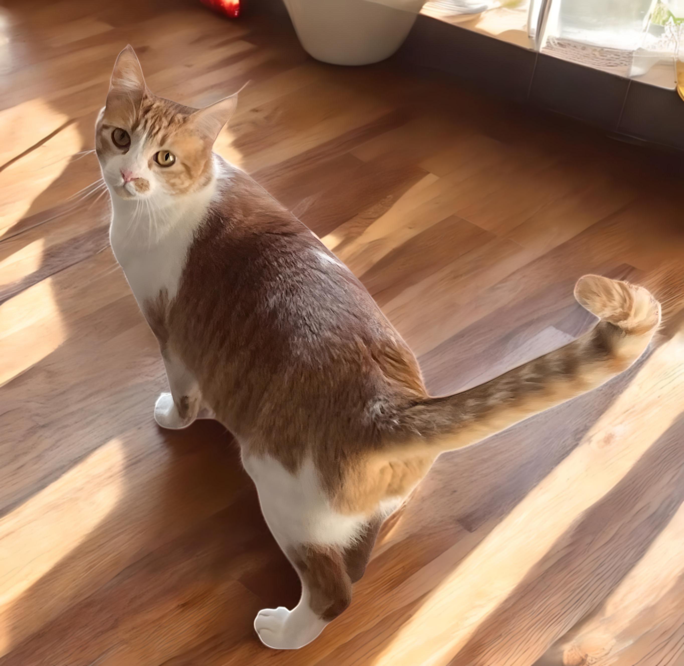 Ember-Let This Little Girl Light Up Your Life