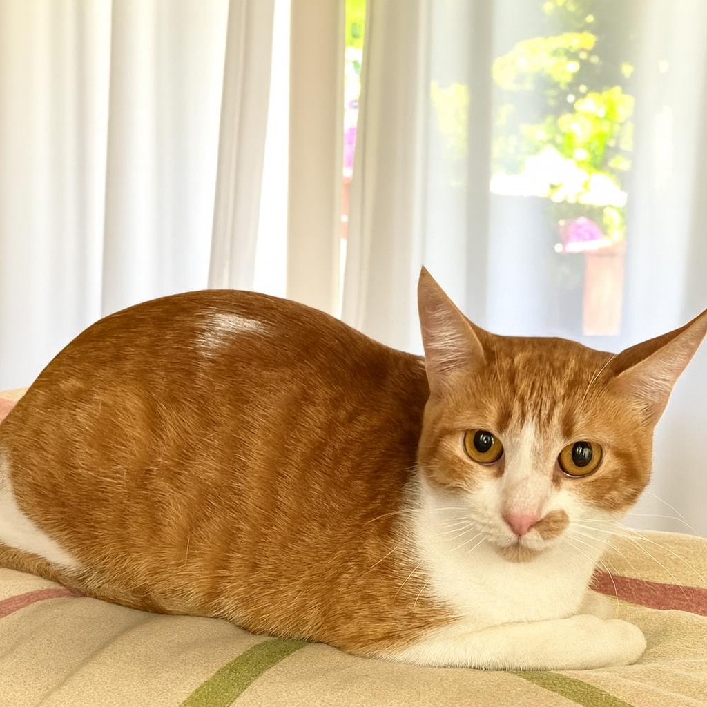 Ember-Let This Little Girl Light Up Your Life