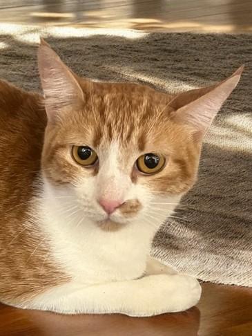 Ember-Let This Little Girl Light Up Your Life