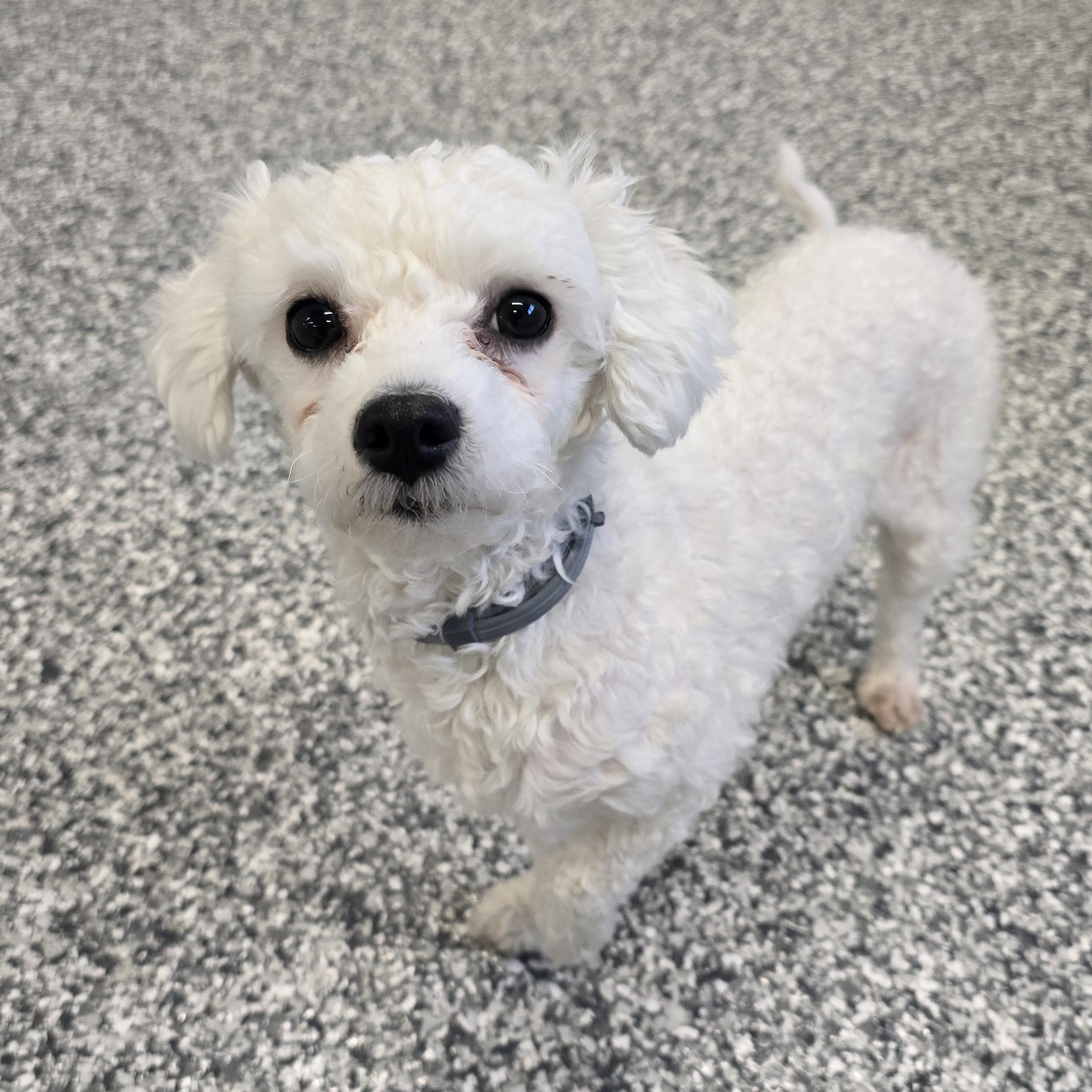 Enlarge Scout, an adopted mixed breed in Nashville, TN image 2/6