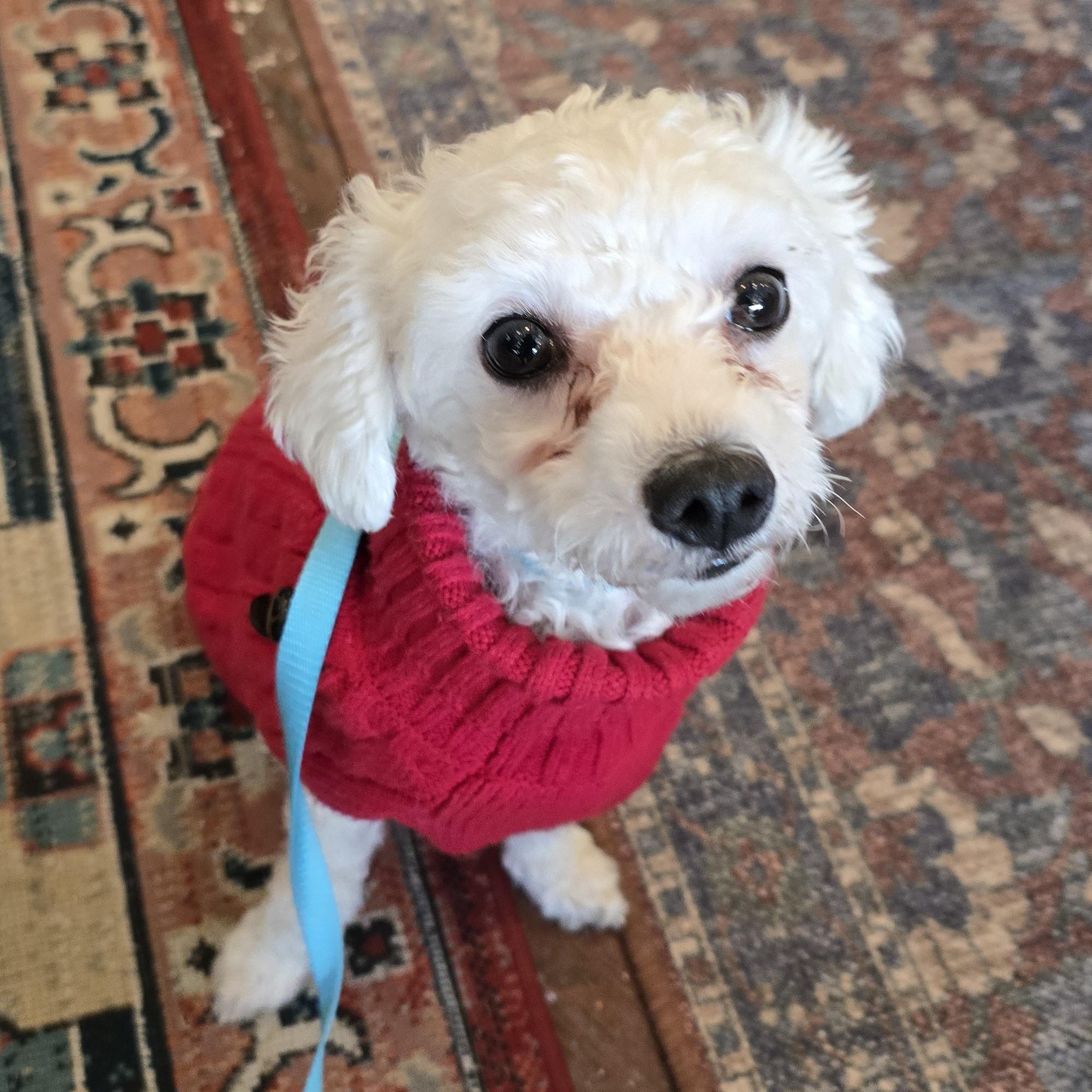 Scout, ADOPTABLE, Adult Female Maltese.
