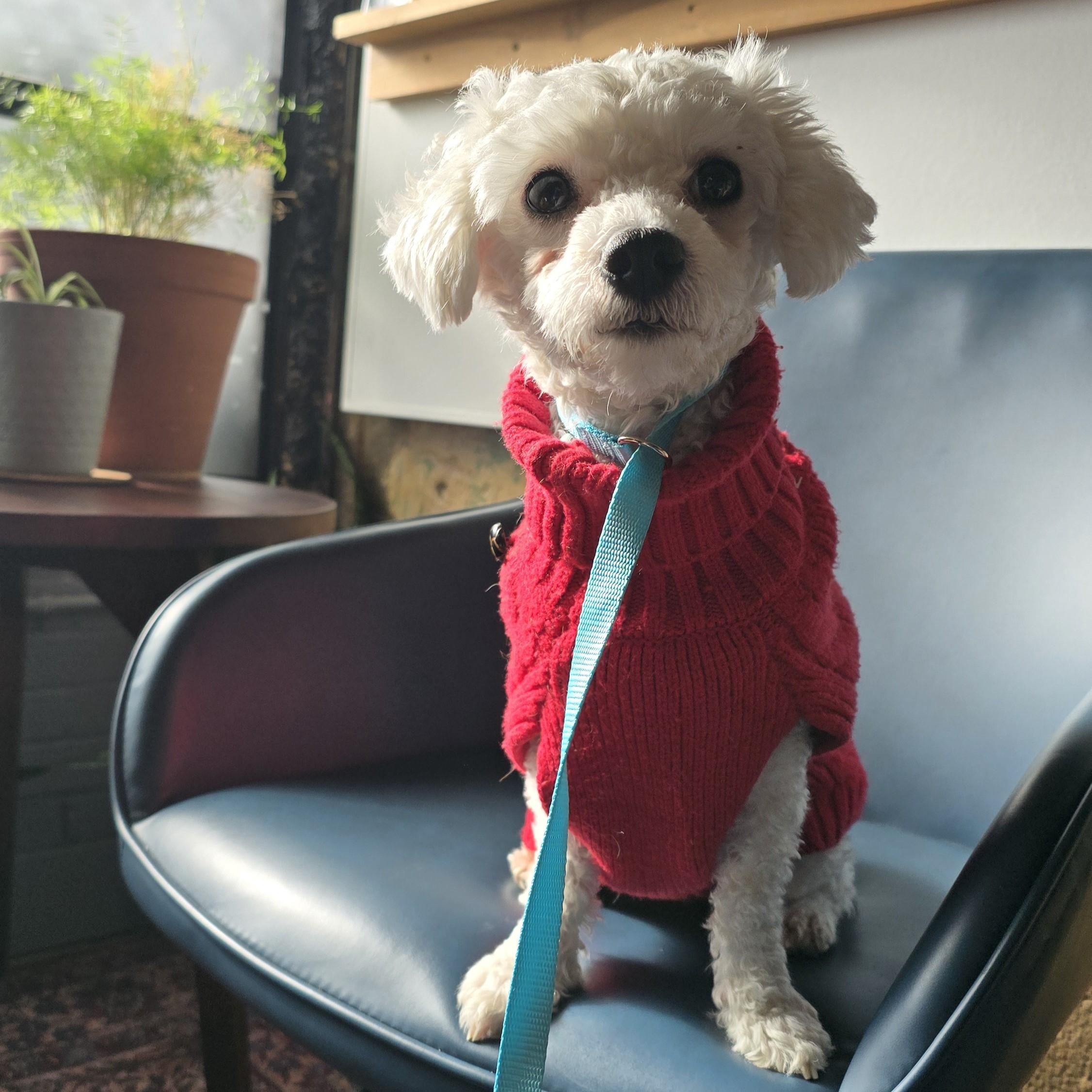 Enlarge Scout, an adopted mixed breed in Nashville, TN image 3/6