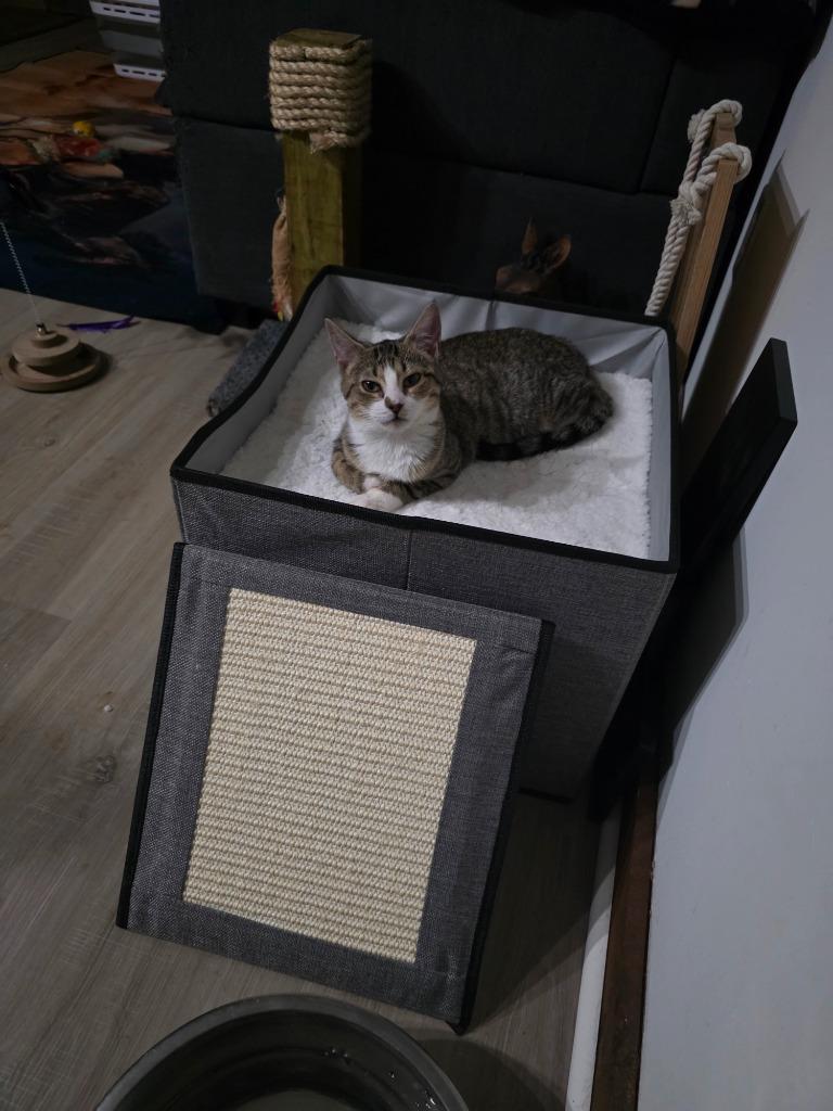 Freeway, Adoptable, Young Female Domestic Short Hair.