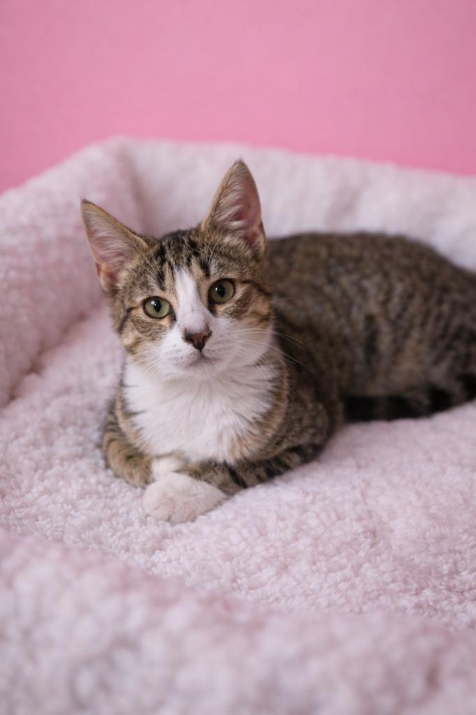 Enlarge Freeway, a Adoptable mixed breed in Johnson City, TN image 2/3