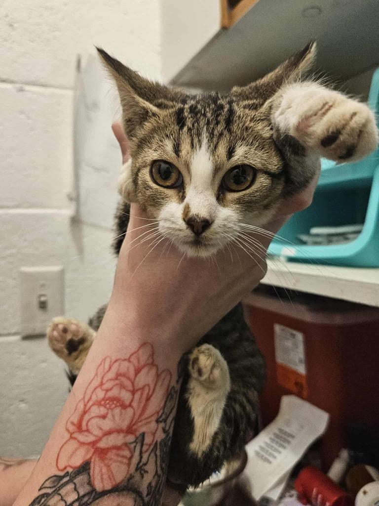 Enlarge Freeway, a Adoptable mixed breed in Johnson City, TN image 3/3