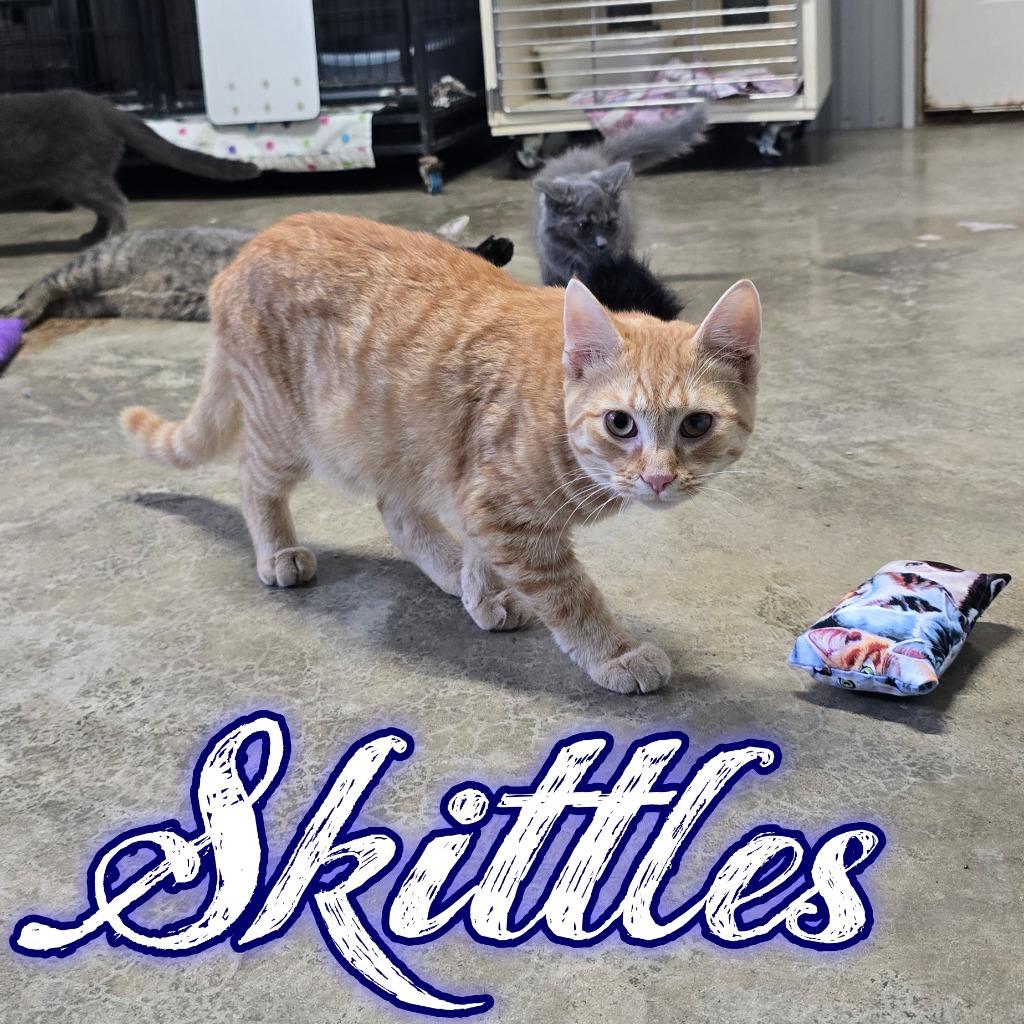 Skittles, Adoptable, Kitten Male Domestic Short Hair.