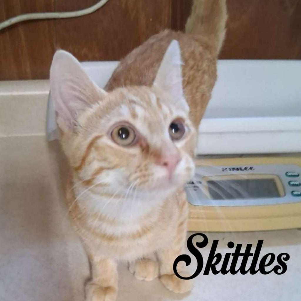 Enlarge Skittles, a Adoptable Domestic Short Hair in Hillsboro, OH image 2/3
