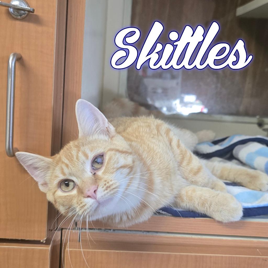 Enlarge Skittles, a Adoptable Domestic Short Hair in Hillsboro, OH image 3/3