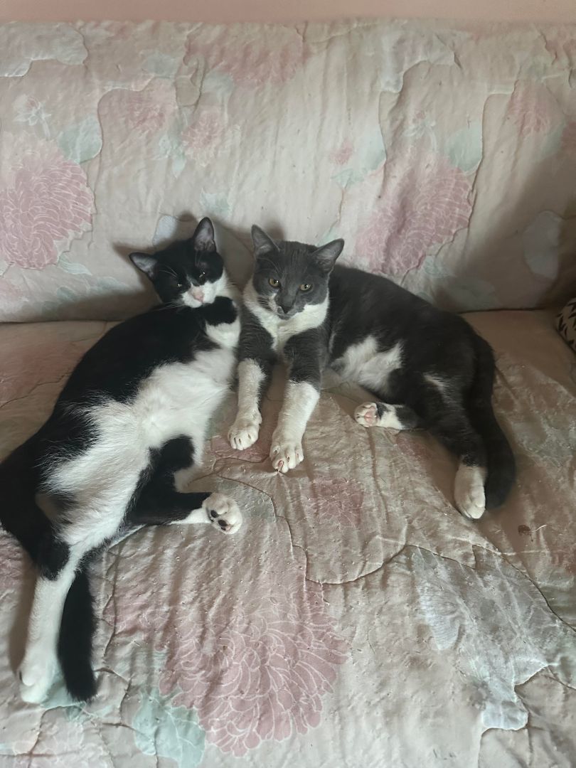 Paducha, Adoptable, Young Male Domestic Short Hair.