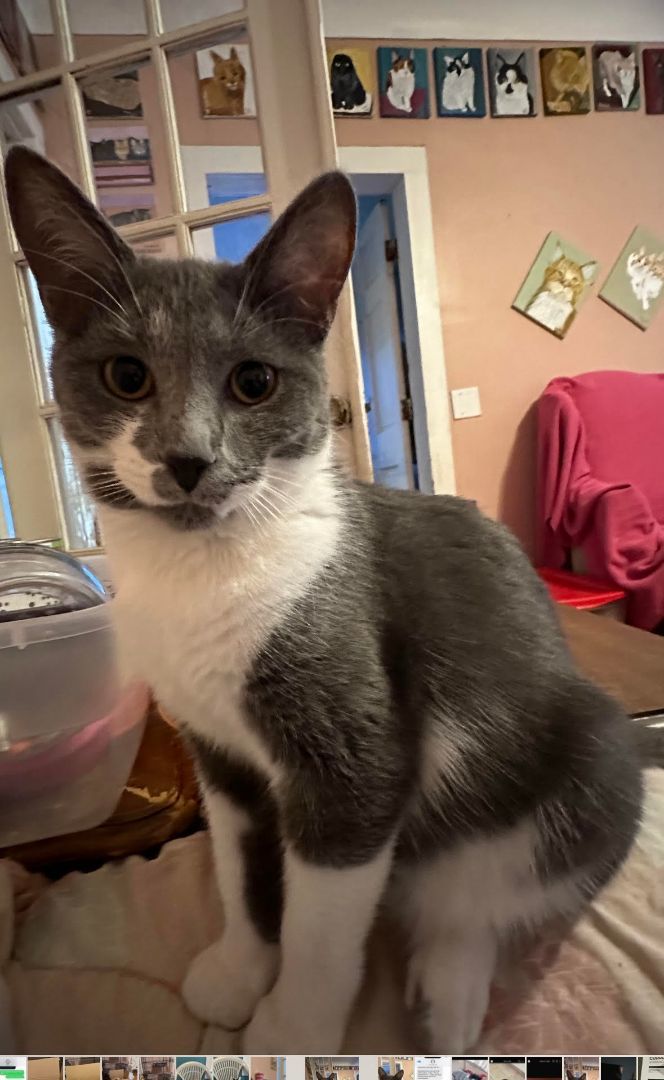 Paducha, a Adoptable mixed breed in Howell, MI image 2/2