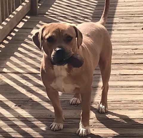 Enlarge Sparky, a Adopted English Bulldog in Oak Ridge, TN image 6/6