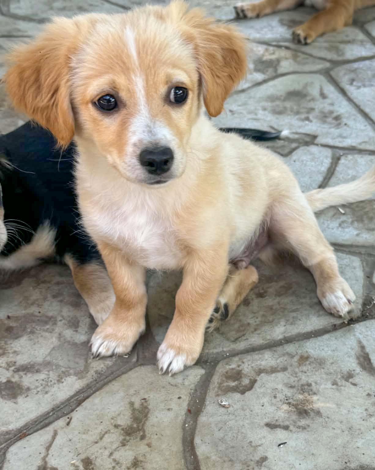 Robbie, a Adopted mixed breed in Corona, CA image 1/3