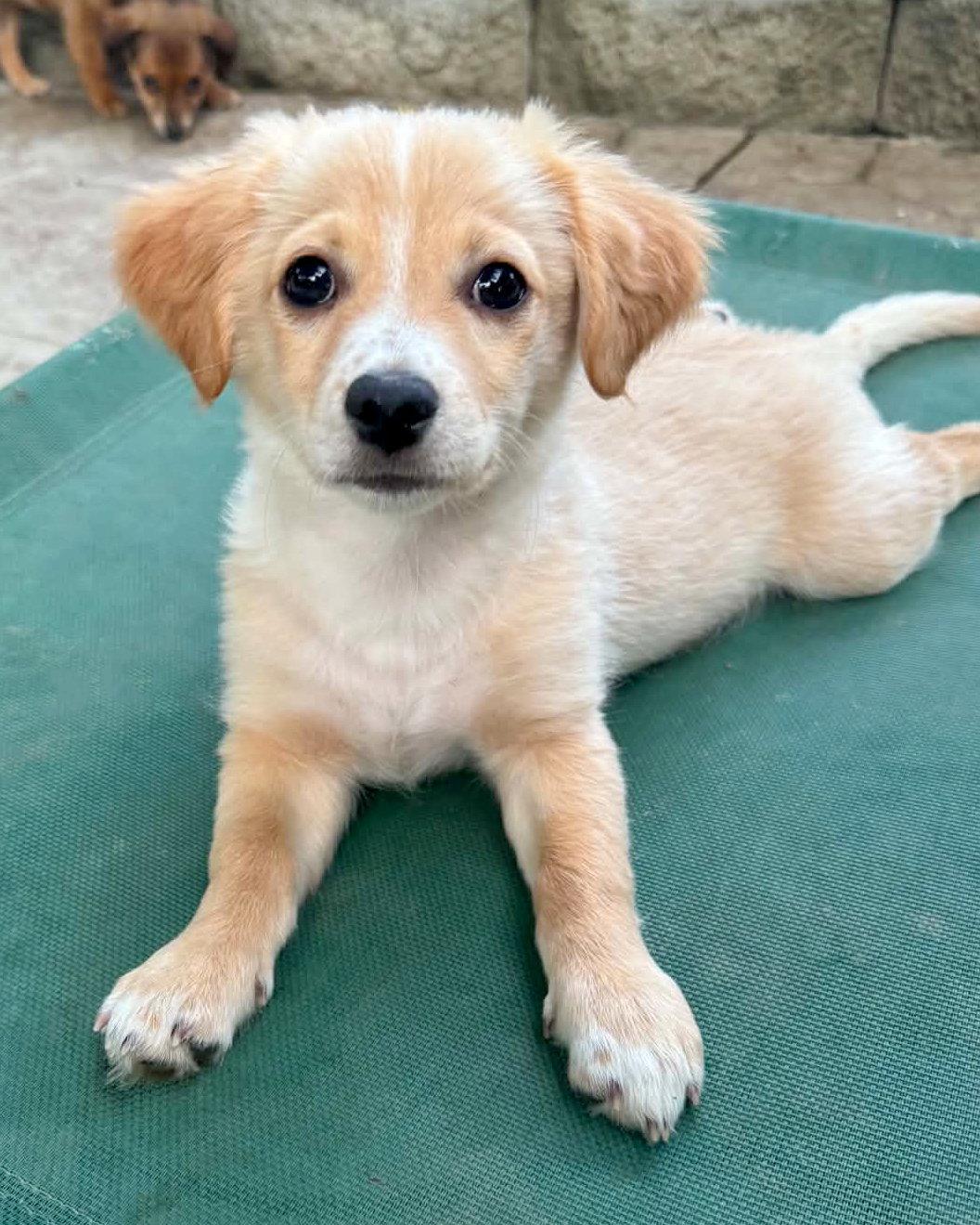 Robbie, a Adopted mixed breed in Corona, CA image 2/3