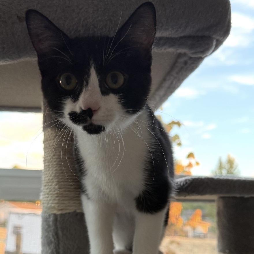 Panda, a Adoptable Domestic Short Hair in Talent, OR image 1/5
