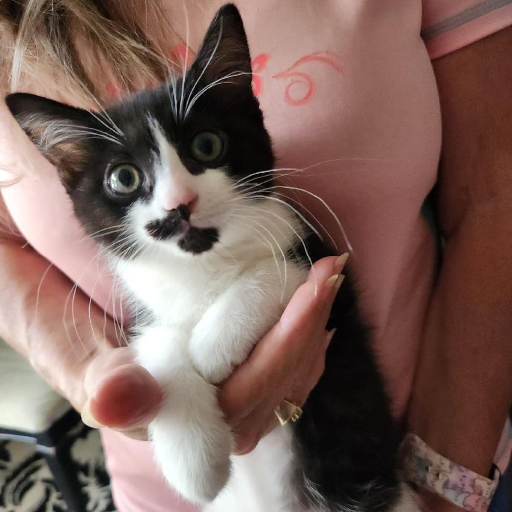 Panda, a Adoptable Domestic Short Hair in Talent, OR image 2/5