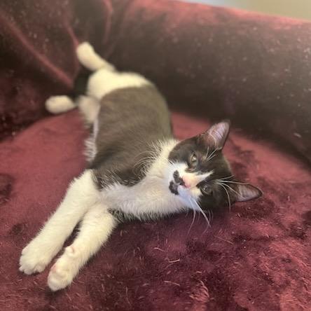 Panda, a Adoptable Domestic Short Hair in Talent, OR image 4/5