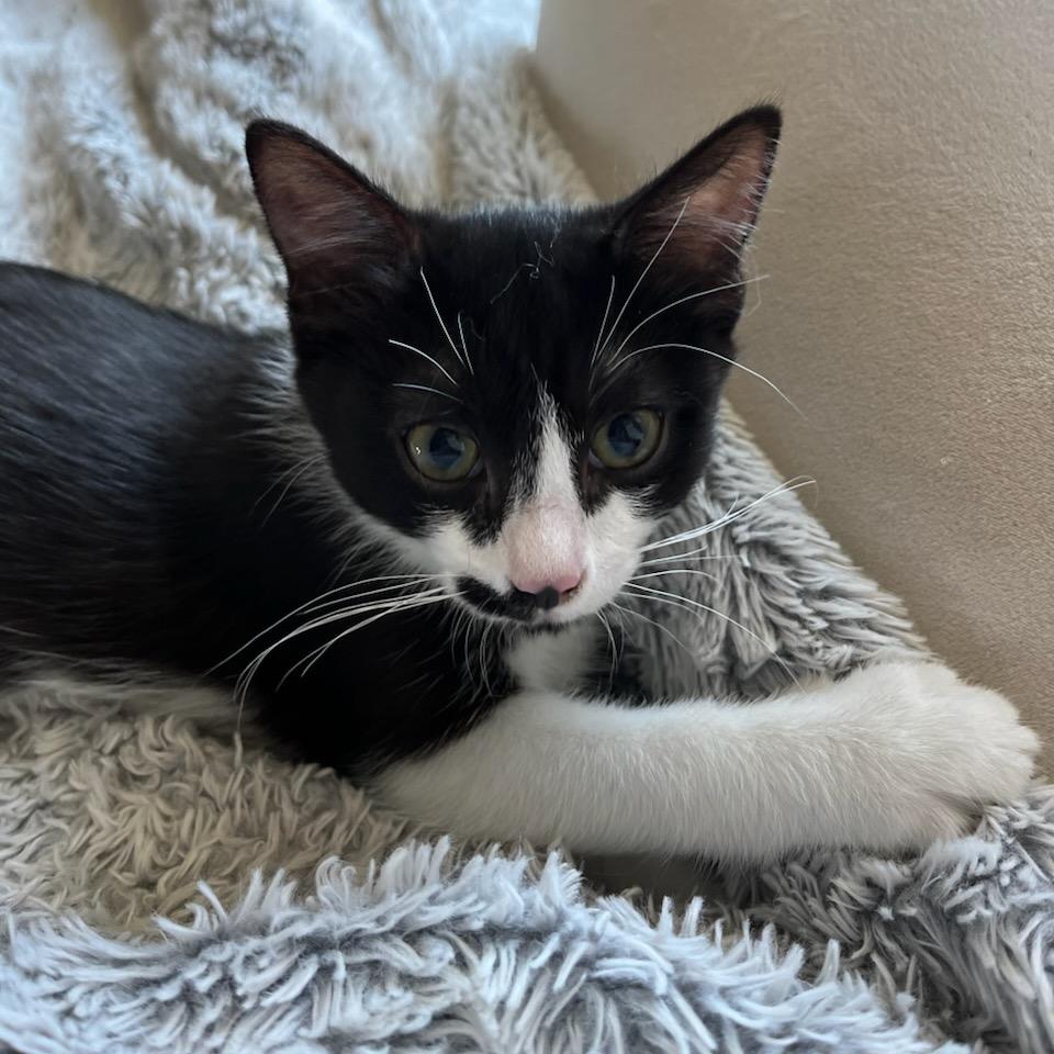 Panda, a Adoptable Domestic Short Hair in Talent, OR image 5/5