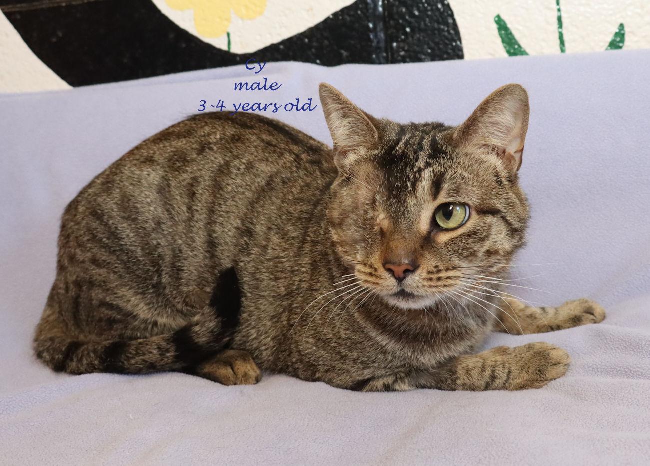 Enlarge Cy, a Adopted Tabby in Euclid, OH image 2/5
