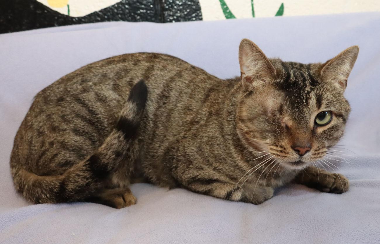 Enlarge Cy, a Adopted Tabby in Euclid, OH image 5/5