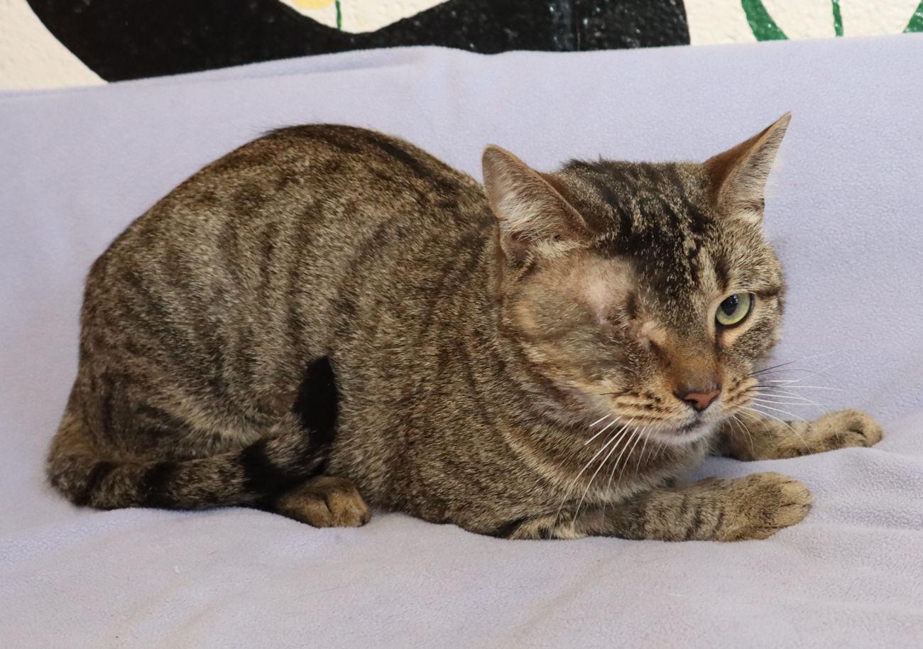 Enlarge Cy, a Adopted Tabby in Euclid, OH image 4/5