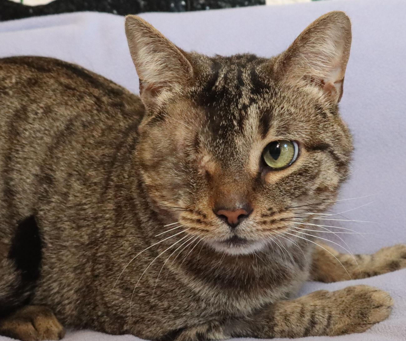 Cy, Adopted, Adult Male Tabby.