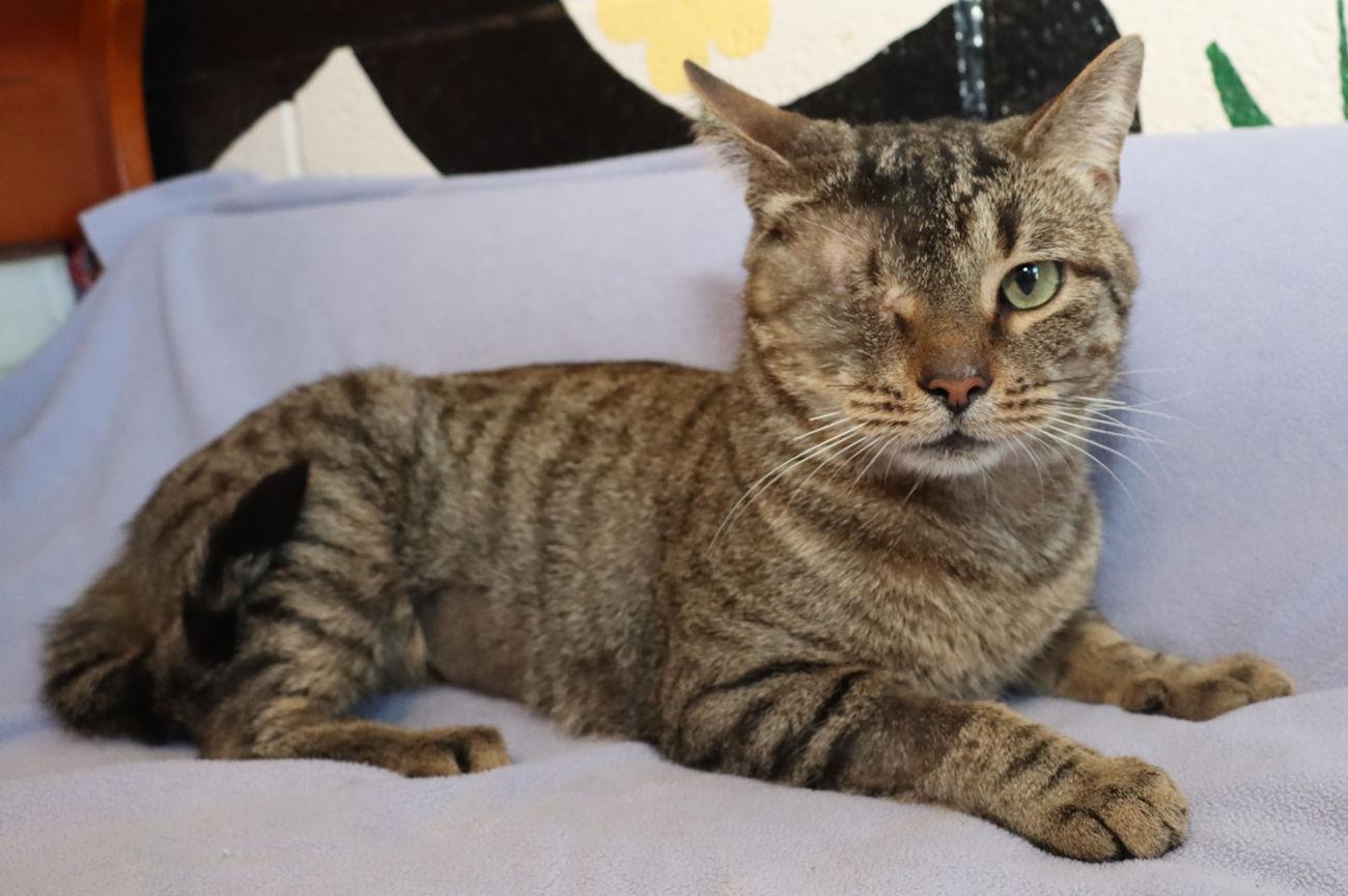 Enlarge Cy, a Adopted Tabby in Euclid, OH image 3/5
