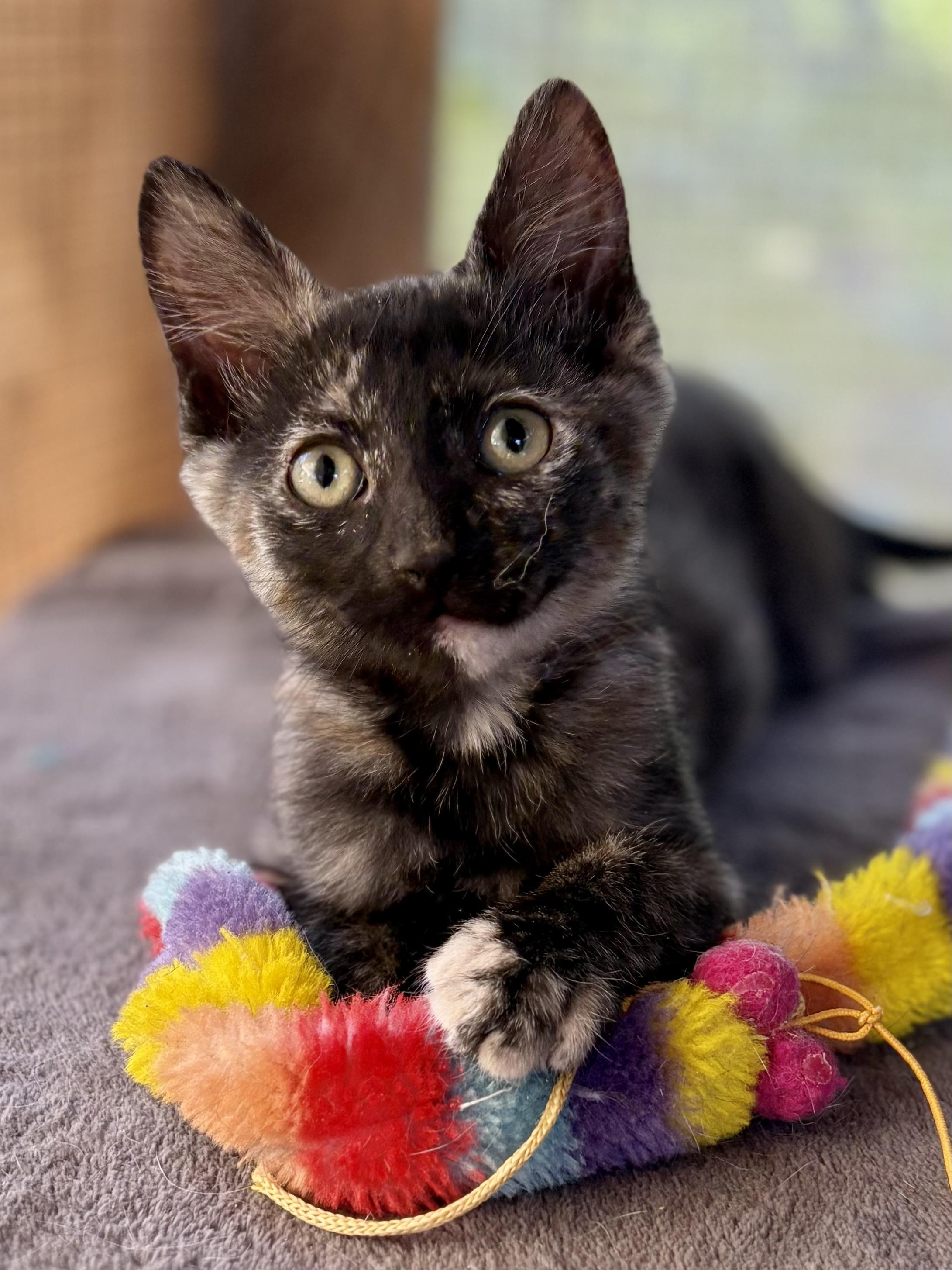Enlarge Brisa, a Adoptable Tortoiseshell in Oracle, AZ image 3/3