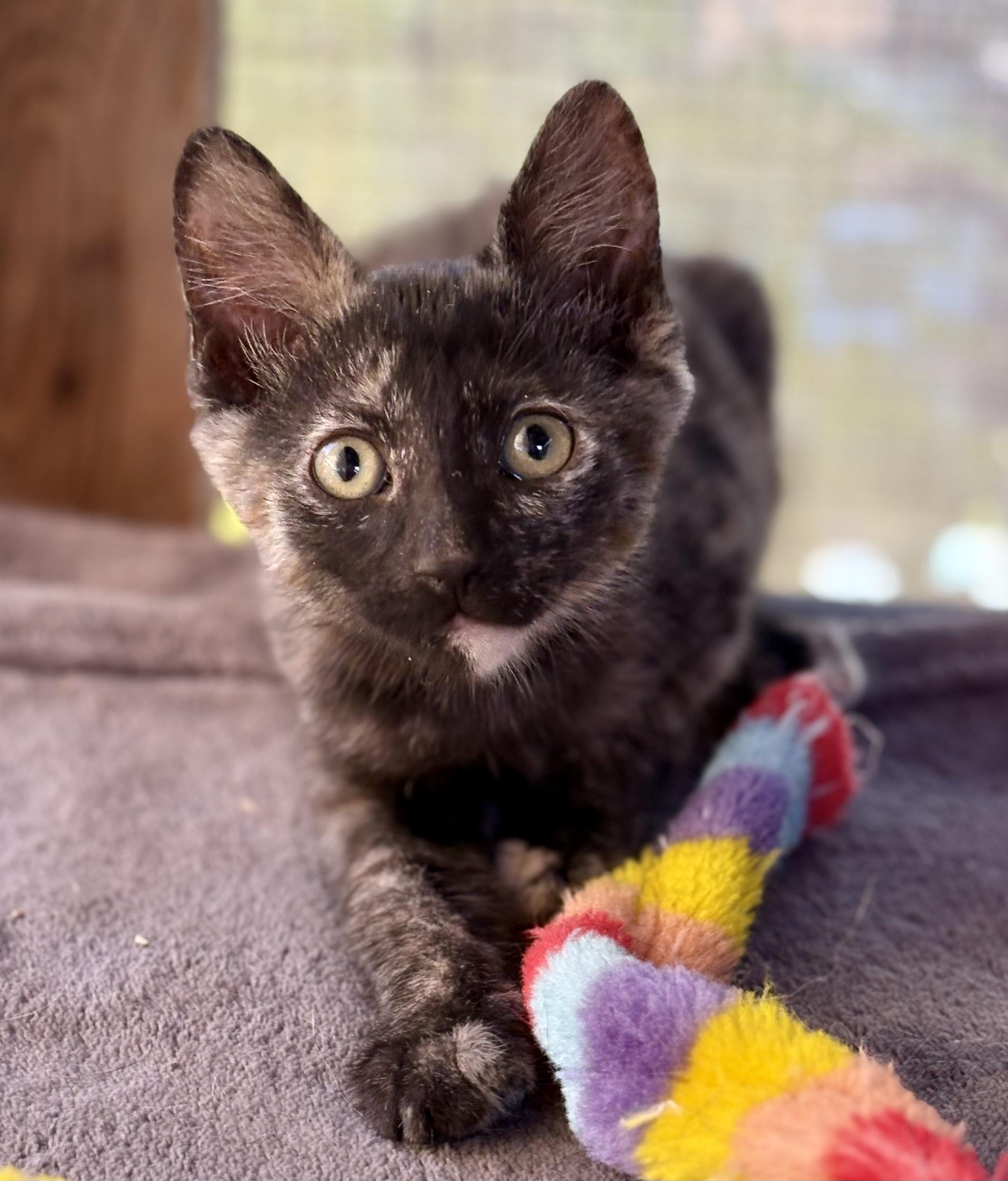 Enlarge Brisa, a Adoptable Tortoiseshell in Oracle, AZ image 2/3