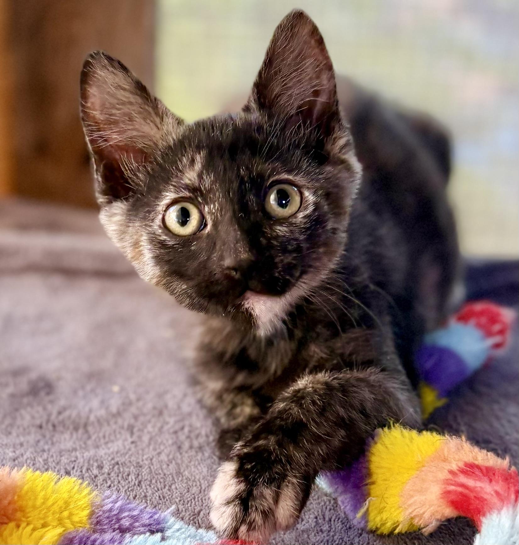 Brisa, Adoptable, Young Female Tortoiseshell.