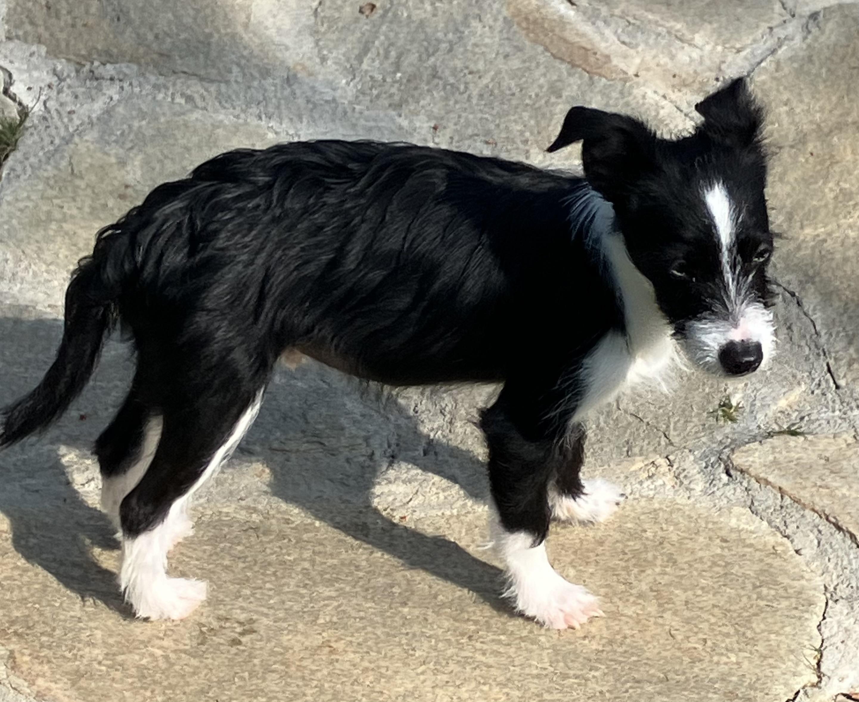 Marlo , adopted, Young Male Terrier.