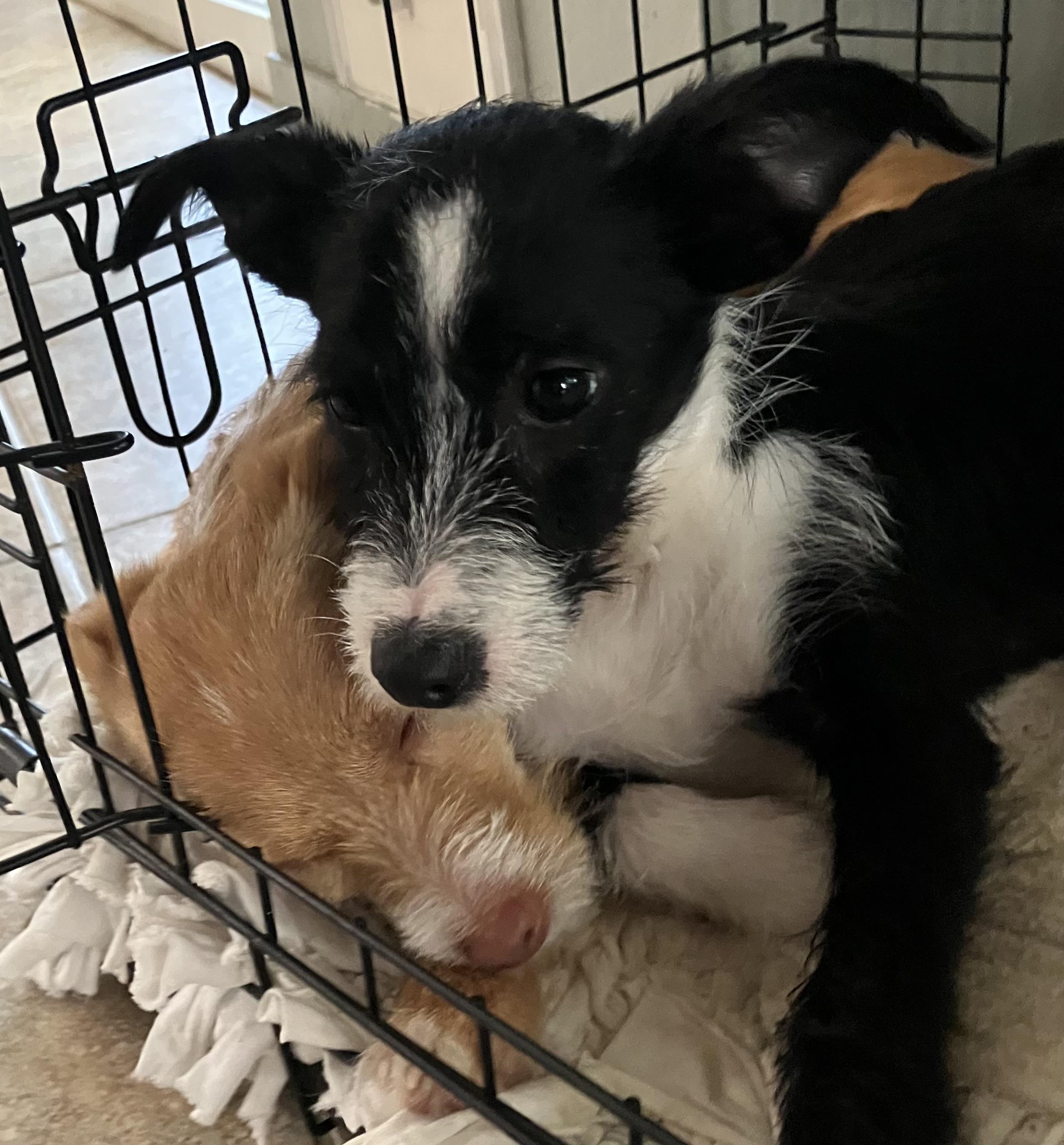 Enlarge Marlo , an adopted mixed breed in Beaverton, OR image 3/4