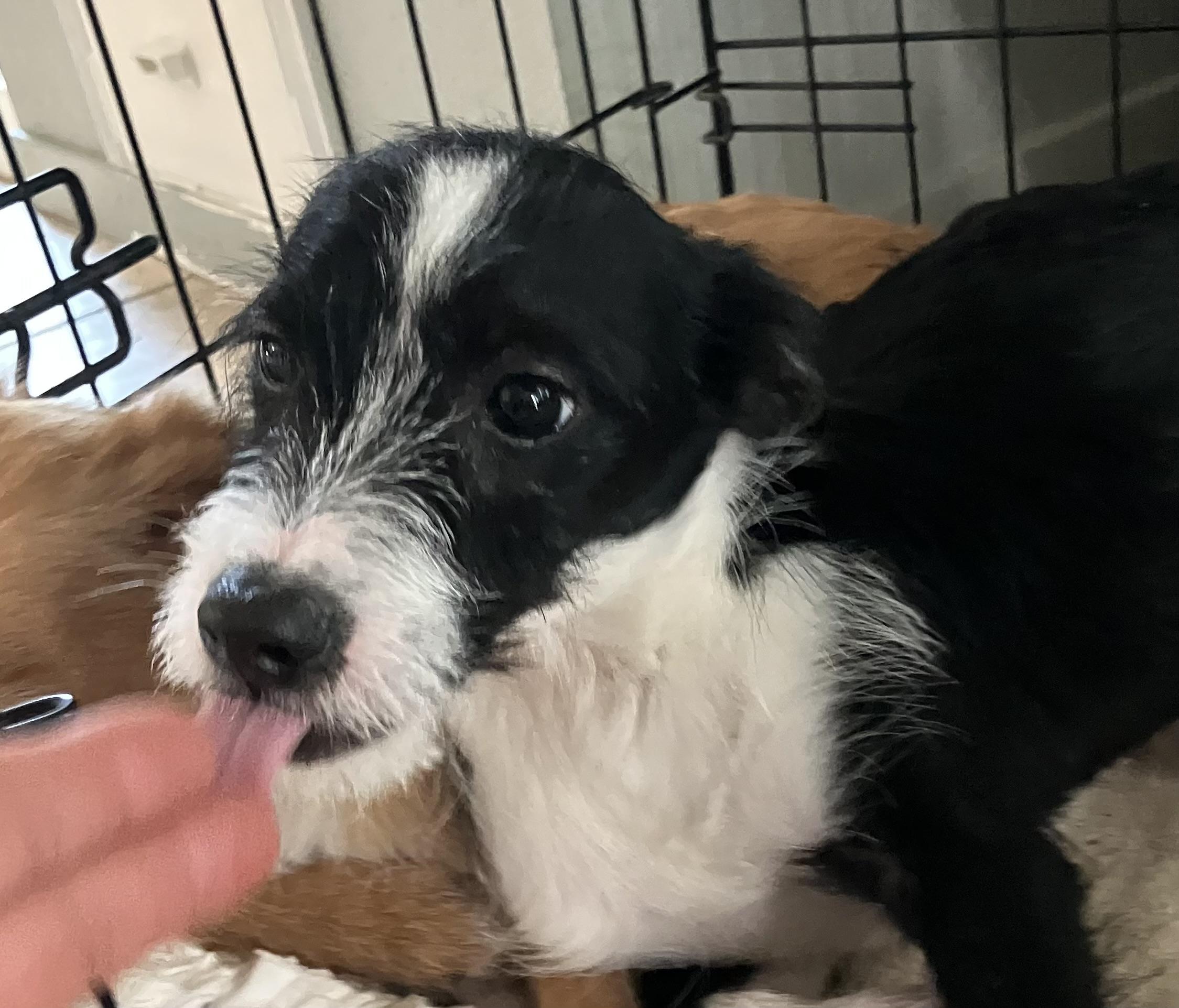 Enlarge Marlo , an adopted mixed breed in Beaverton, OR image 2/4