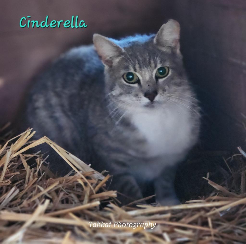 Enlarge Cinderella, a Adoptable mixed breed in Cambridge, MD image 1/1