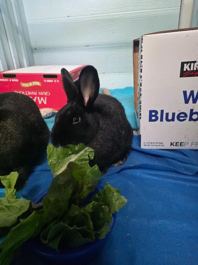 Enlarge Hall, a Adoptable Silver Fox in CRYSTAL LAKE, IL image 1/5