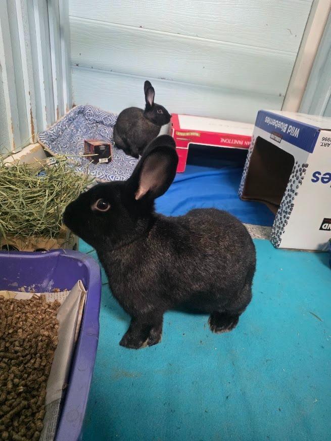 Enlarge Hall, a Adoptable Silver Fox in CRYSTAL LAKE, IL image 2/5