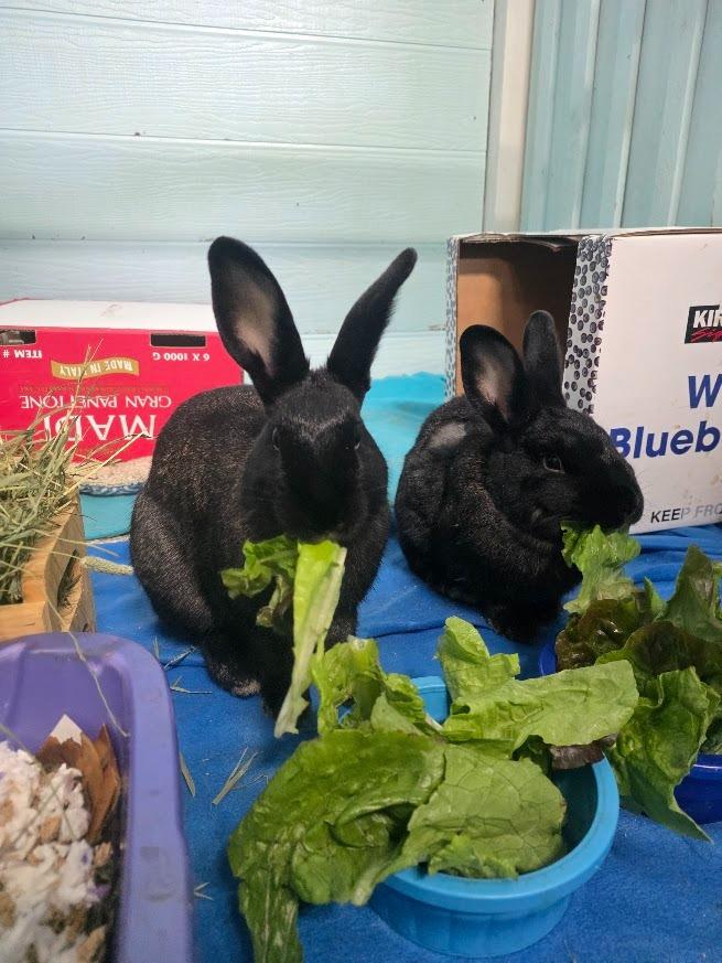 Enlarge Hall, a Adoptable Silver Fox in CRYSTAL LAKE, IL image 3/5