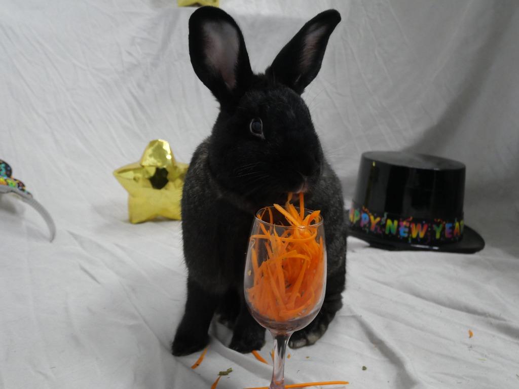 Enlarge Hall, a Adoptable Silver Fox in CRYSTAL LAKE, IL image 4/6