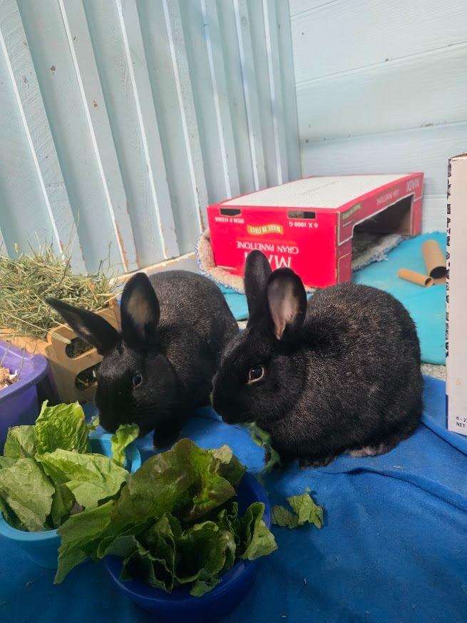 Enlarge Hall, a Adoptable Silver Fox in CRYSTAL LAKE, IL image 4/5